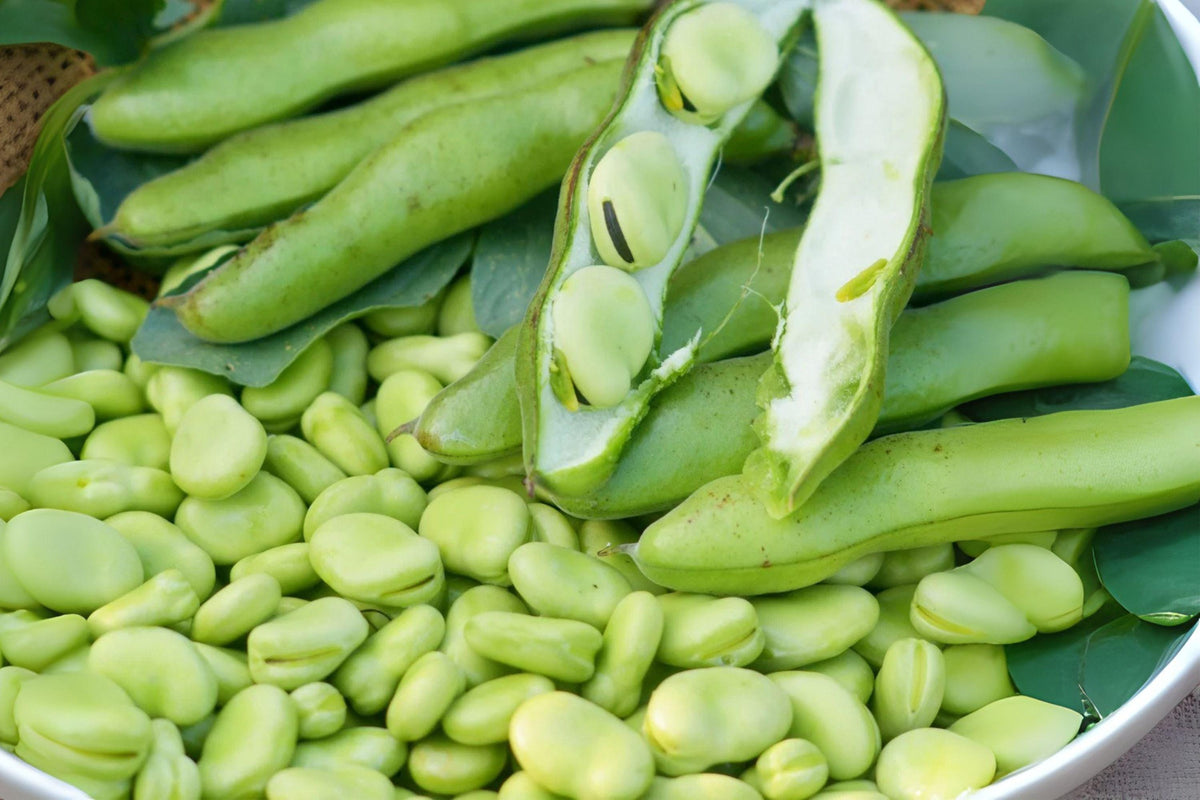 Heirloom Fava Bean Seeds – 10 Pack, Broad Beans, Vicia faba, Cool-Season Legume for Home Gardens and Containers