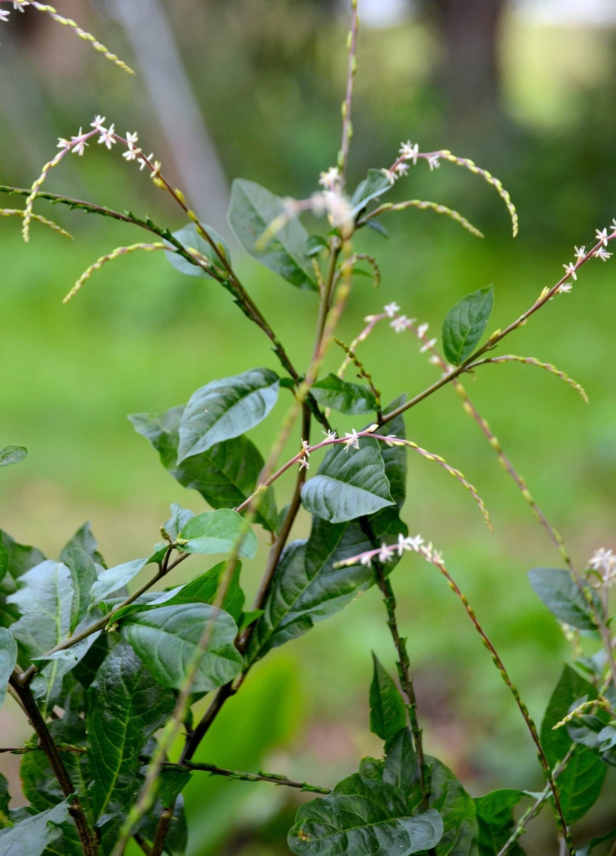 Anamu Herb Plant - Perennial Medicinal Herb with Garlic Scent - Petiveria alliacea