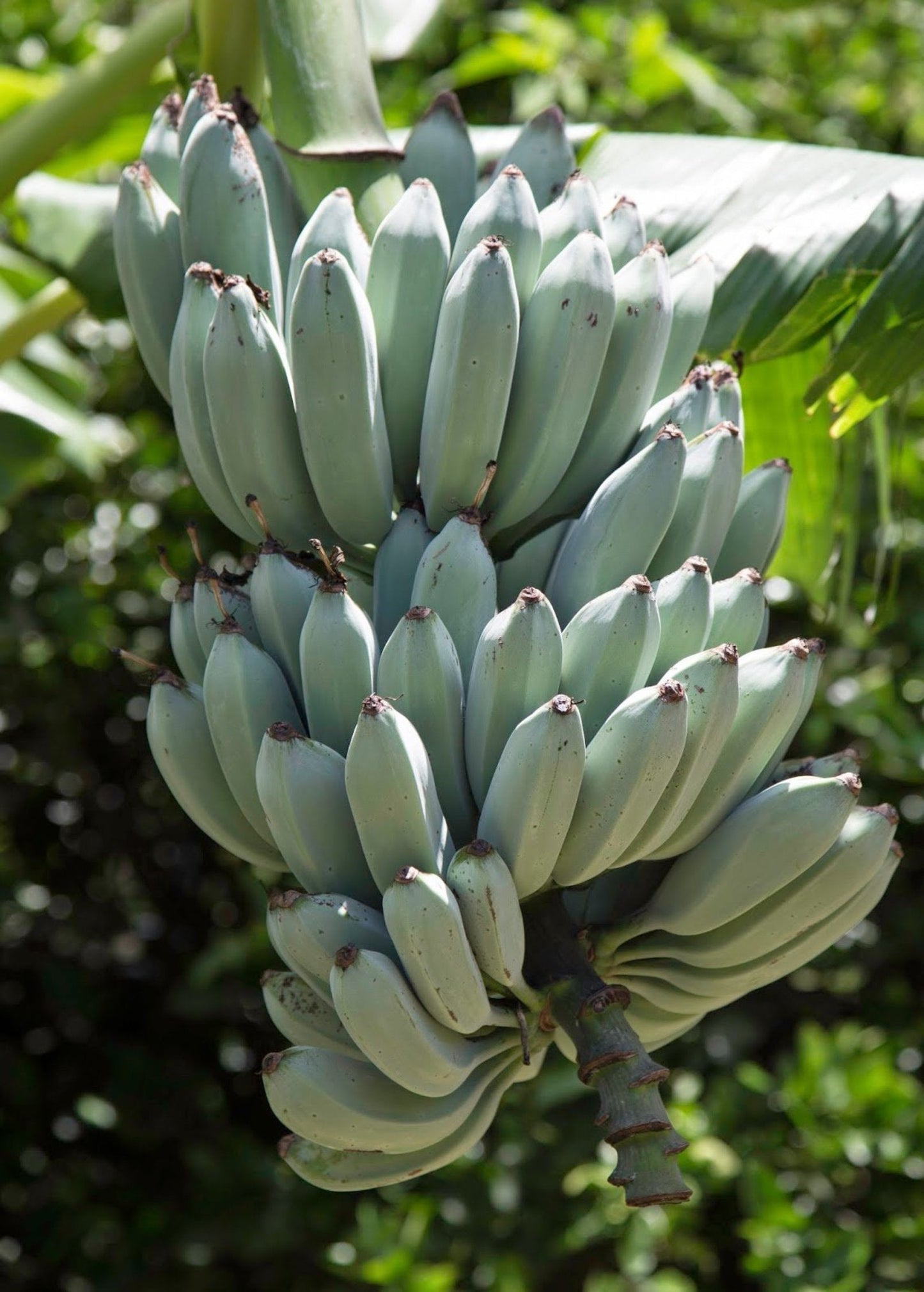 Blue Java Banana Plant, Edible Tropical Tree, Ice Cream Banana, Musa acuminata × balbisiana