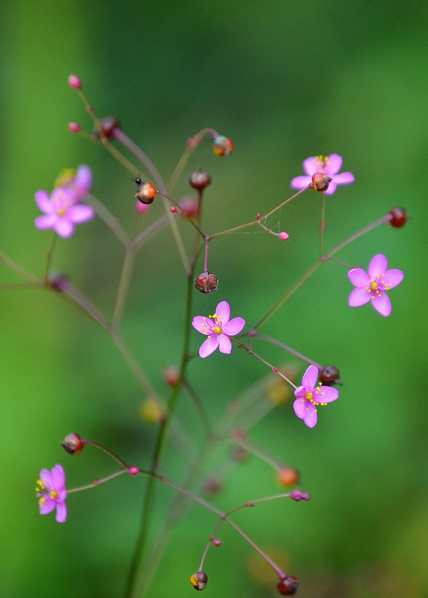 Jewels of Opar (Talinum paniculatum) Perennial Ground Cover with Pink to Magenta Star-Shaped Flowers