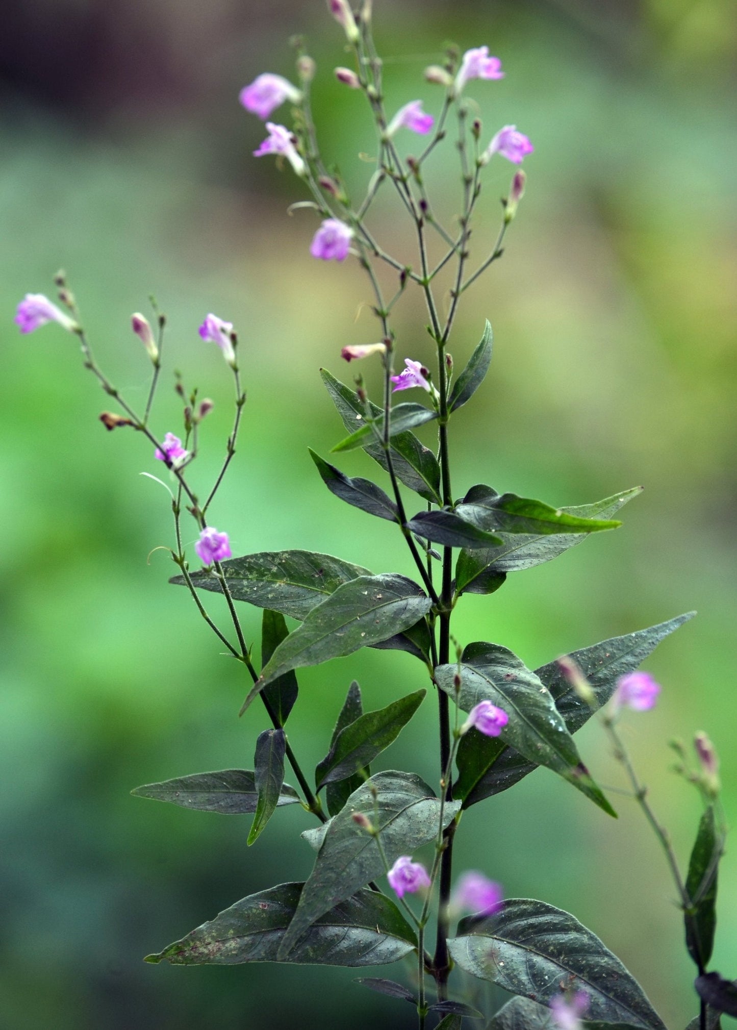 Tilo Justicia pectoralis Perennial Groundcover or Shrub with White Pink Lavender Blue Flowers