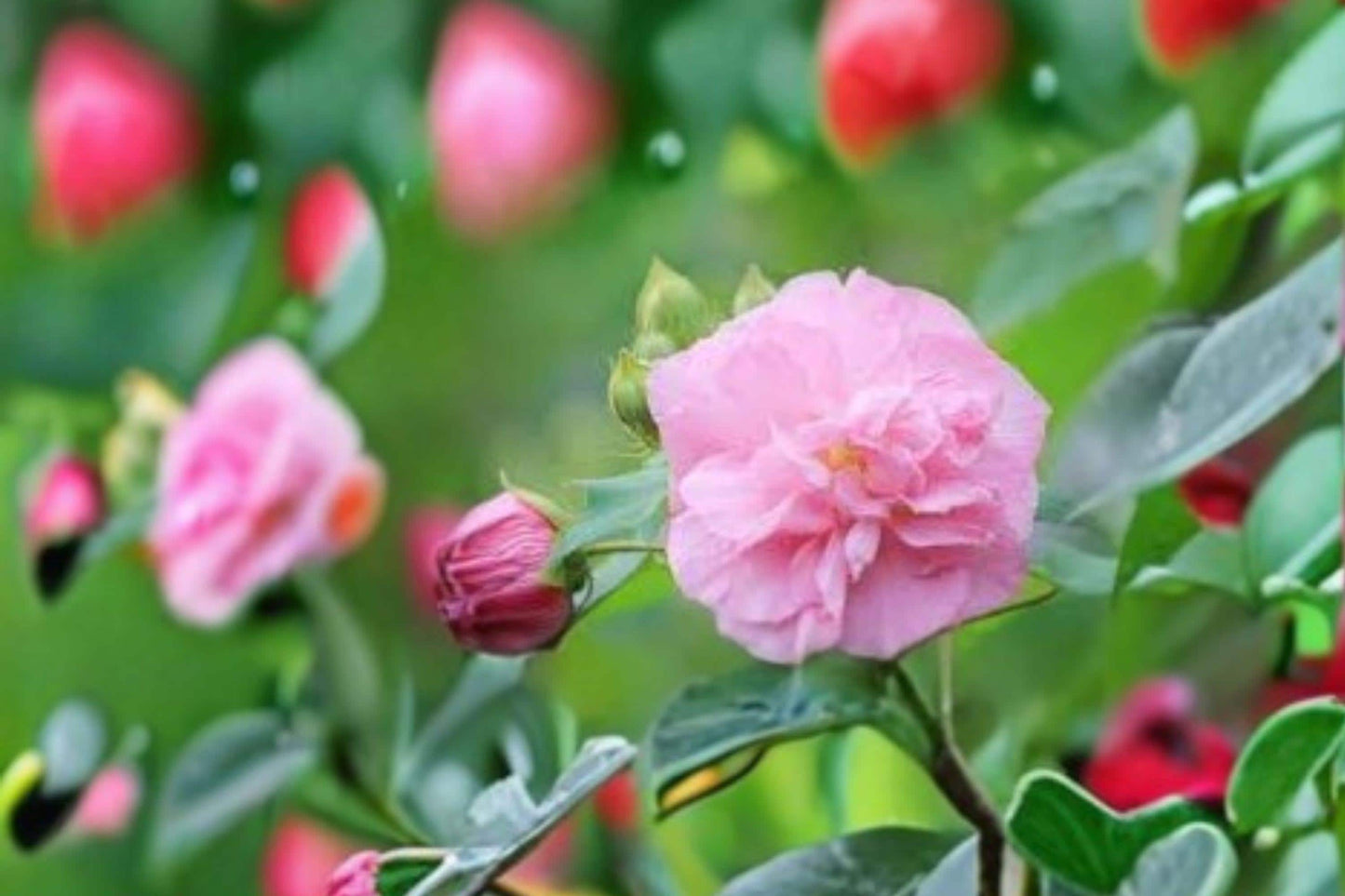 Hibiscus paramutabilis Seeds – False Confederate Rose – Hardy Perennial Shrub for Gardens & Pollinators
