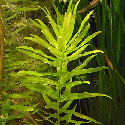 Bunch Ammania Gracilis