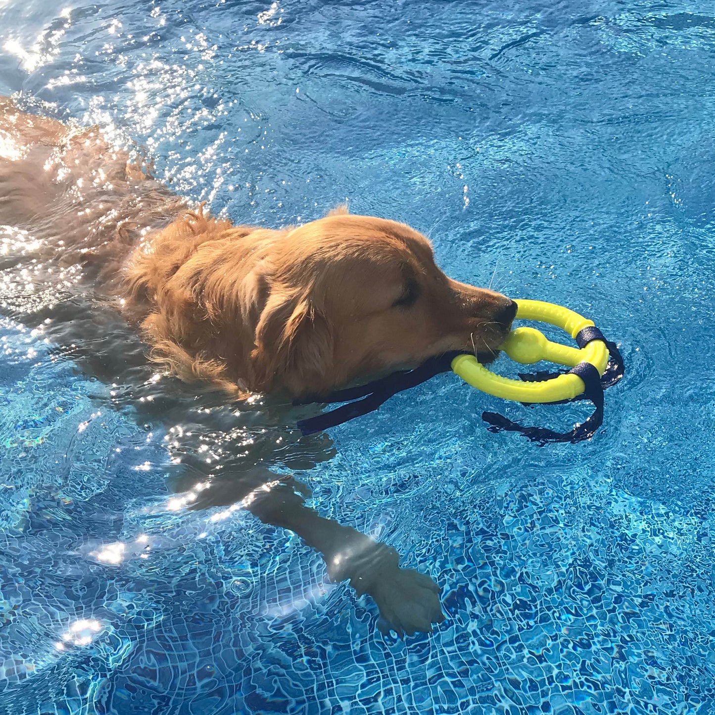 Nylabone Power Play Ring Thing Floatable Dog Toy 1ea/Medium/Wolf  Up To 35 Lbs. 1 ct