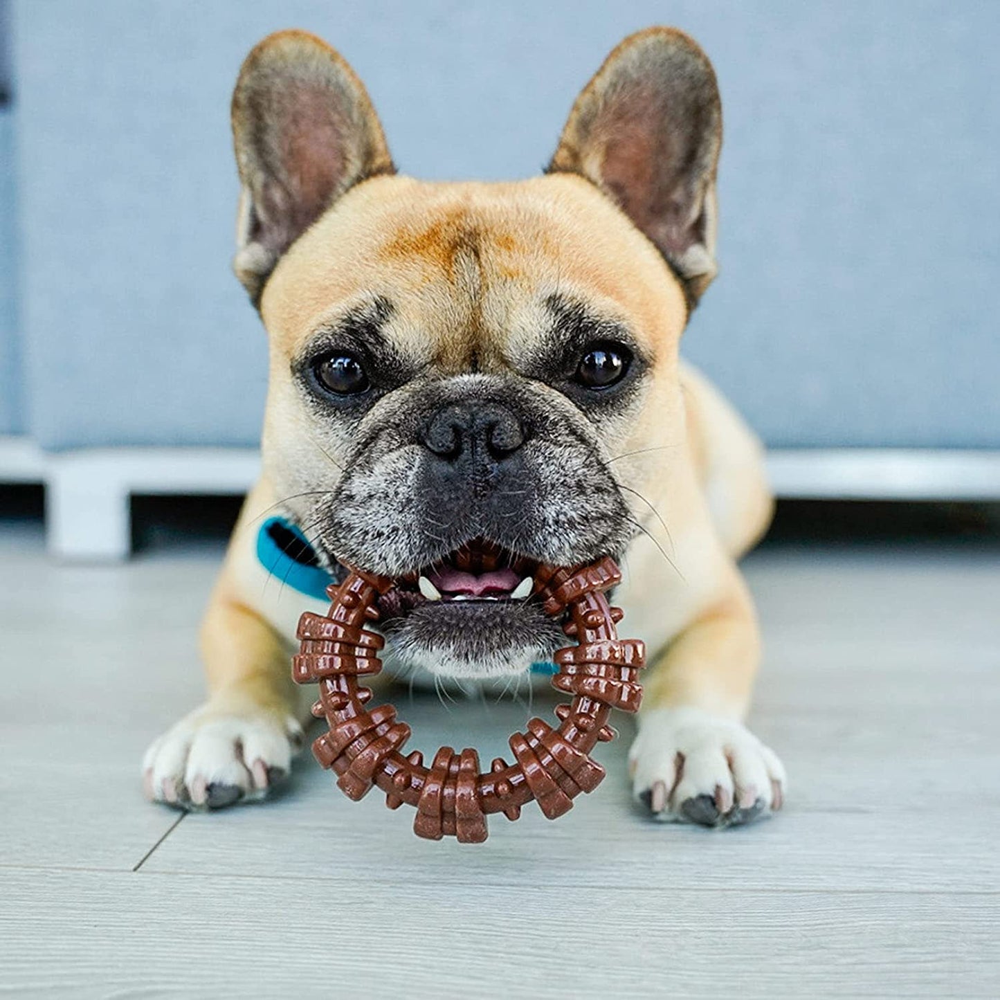 Nylabone Power Chew Textured Dog Ring Toy Flavor Medley, 1ea/SMall/Regular  Up To 25 Ibs. 1 ct