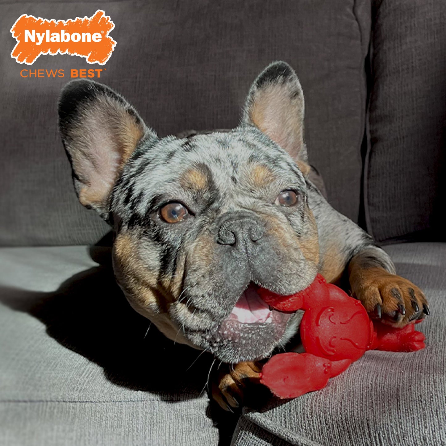 Nylabone Power Chew Lobster Dog Toy Filet Mignon, 1ea/Medium/Wolf  Up To 35 Lbs. 1 ct