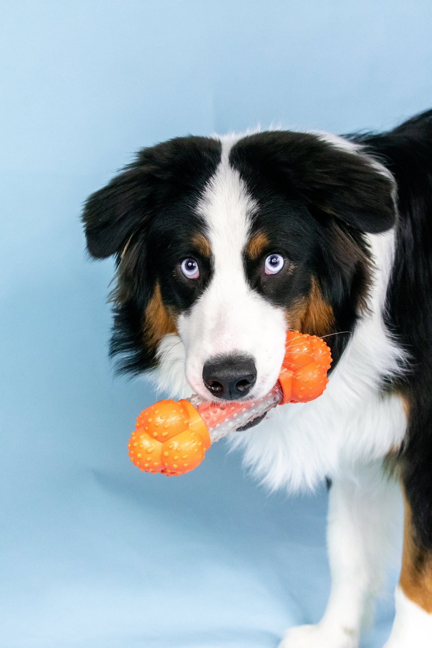 Nylabone Sneaky Snacker Dog Treat Toy Bacon, Orange, 1ea/Large/Giant  Up To 50 Lbs. 1 ct