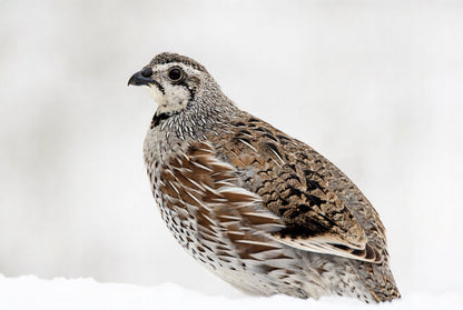 Northern Bobwhite Quail Hatching Eggs