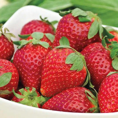Albion Strawberry Plants (10 Bare Root) – Day-Neutral Everbearing Variety – Large Sweet Berries – High Yield – Garden or Farm Use