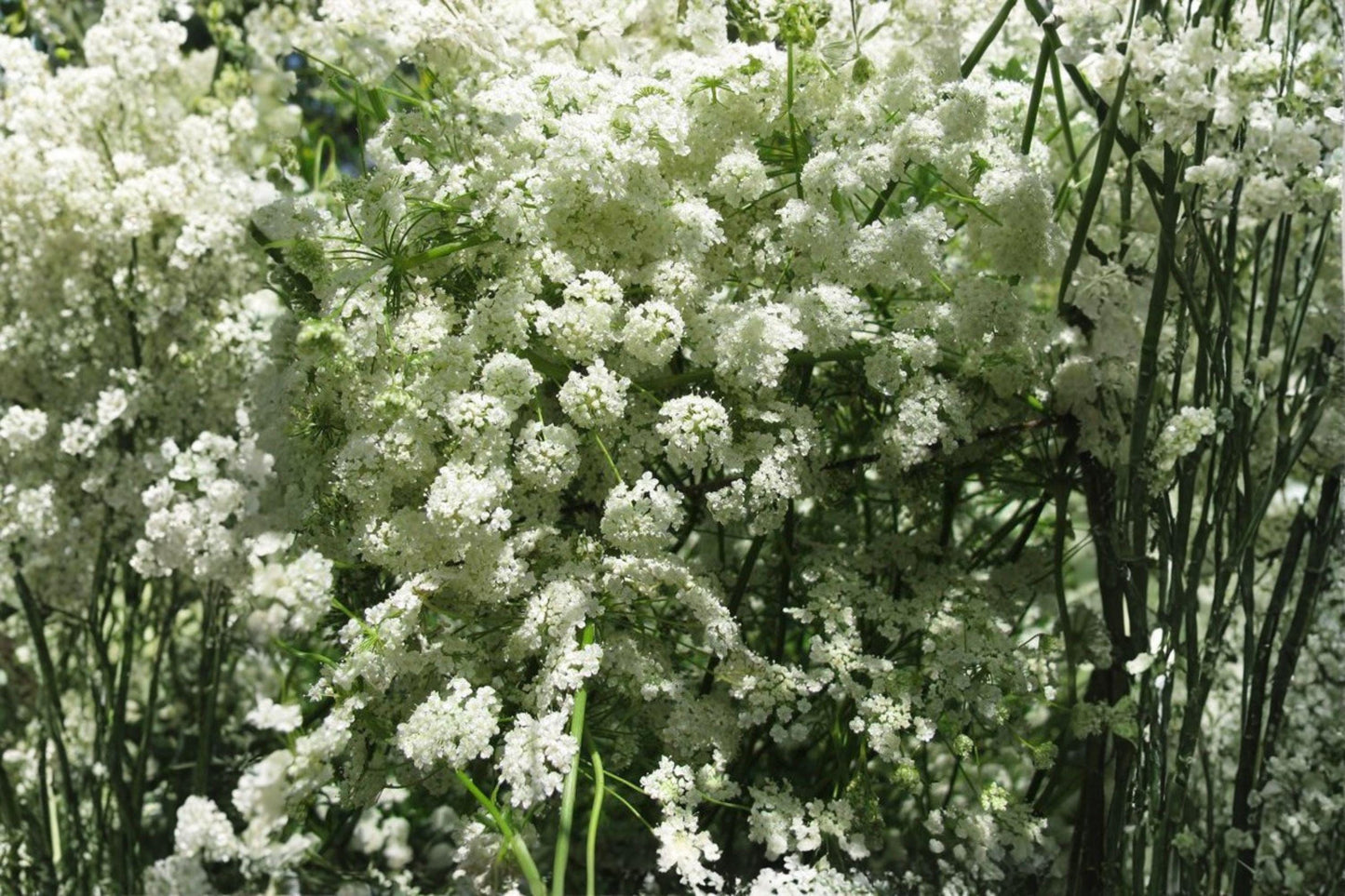 100 Anise Herb Seeds | Heirloom Non-GMO Pimpinella anisum for Culinary, Medicinal & Pollinator Gardens