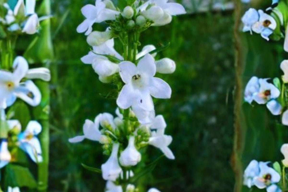 Slender Beardtongue Seeds – Penstemon gracilis Native Prairie Wildflower – Perennial for Gardens & Meadows
