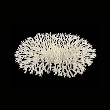 Weco Products South Pacific Coral Oval Tabletop Ornament White, 1ea/LG