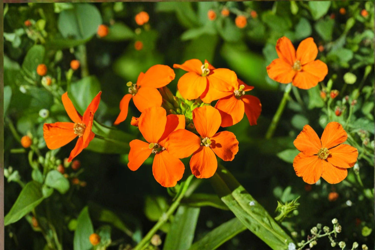 100 Seeds Erysimum capitatum Western Wallflower Native Wildflower for Meadows & Dry Gardens