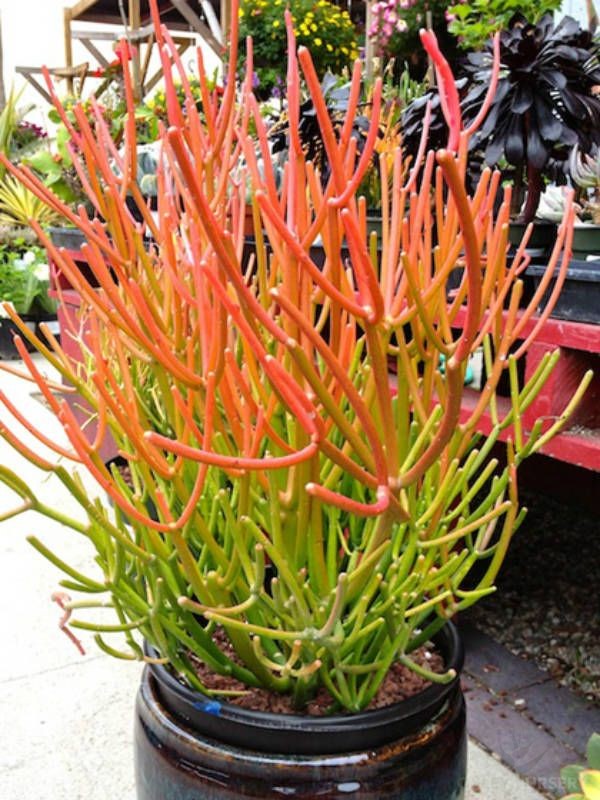 Fire Sticks Succulent Cuttings – Euphorbia Tirucalli – Unrooted Stems for Propagation – Colorful Drought-Tolerant Plant