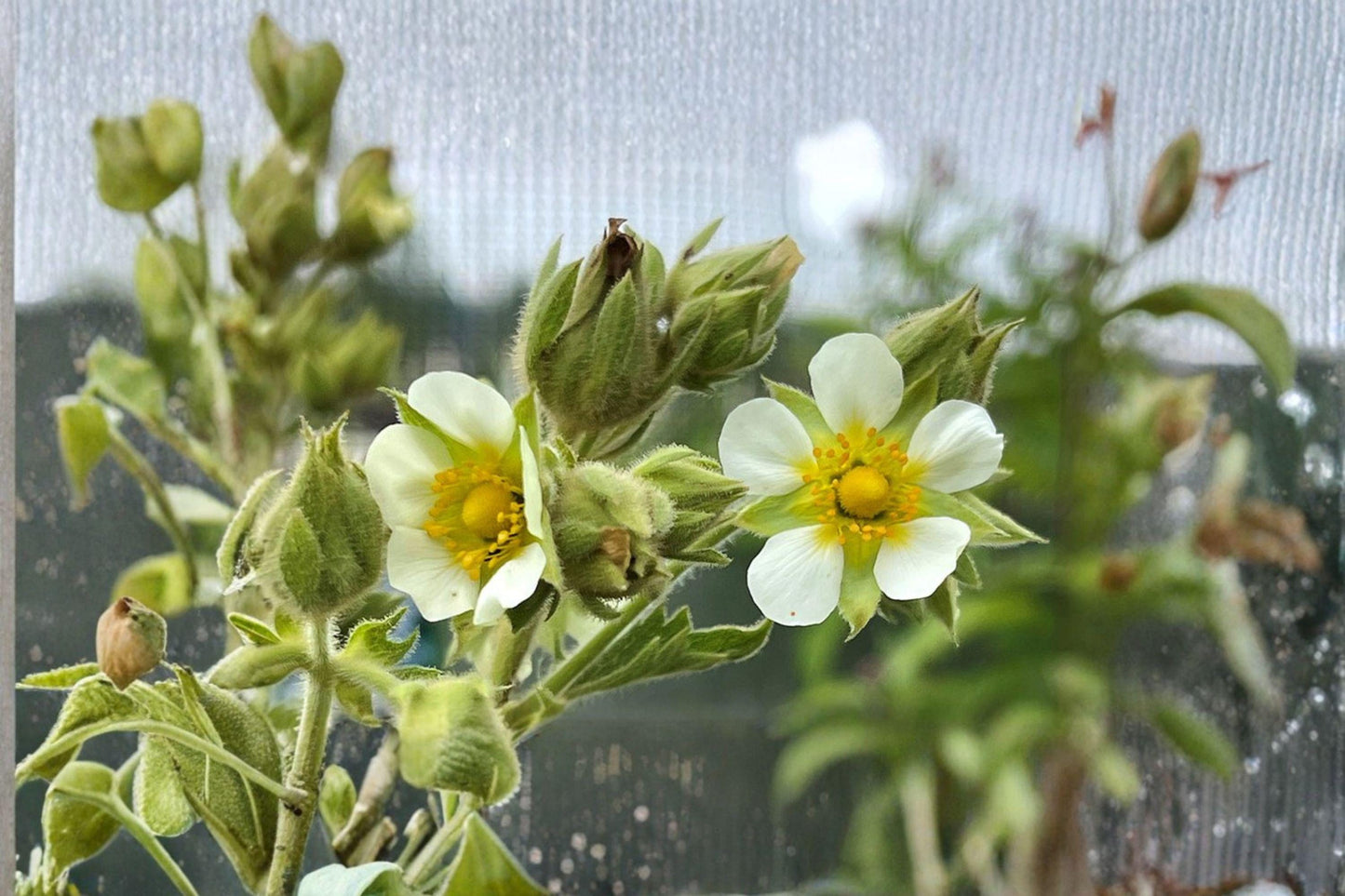 Prairie Cinquefoil Seeds 500 Pack - White Native Wildflower for Pollinator Gardens - Drymocallis arguta