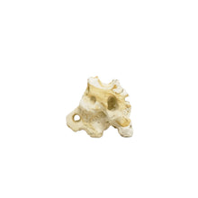 Hikari USA Resin Texas Holey Rock 1ea/5.7 In X 3.75 In X 4.50 in.