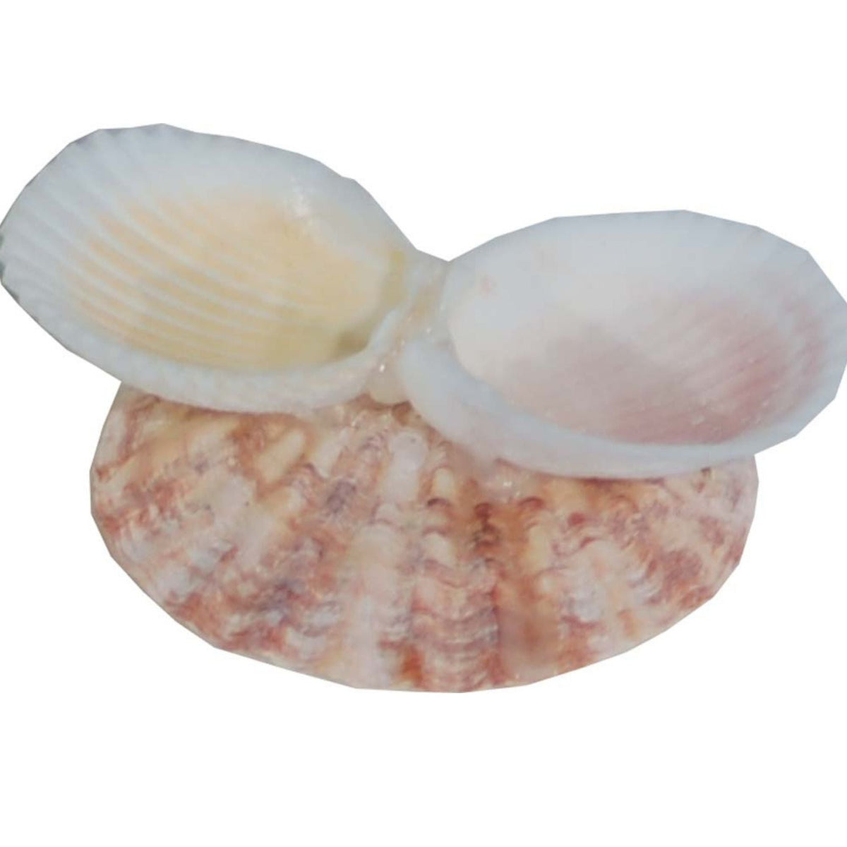 Florida Marine Research Shellfeeder Stand White, Brown 1ea