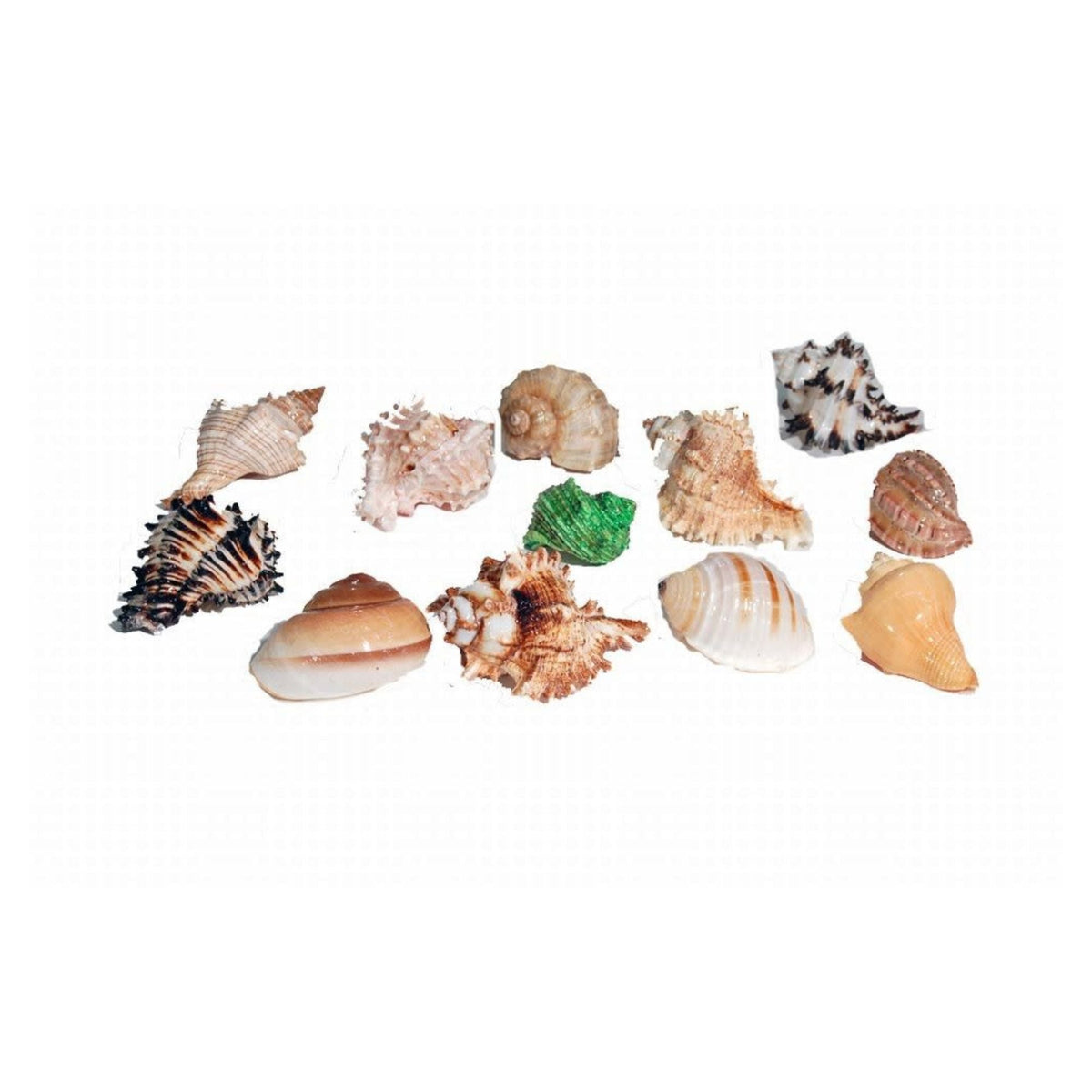 Florida Marine Research Natural Shell Terrarium Ornament Multi-Color 12ea/LG