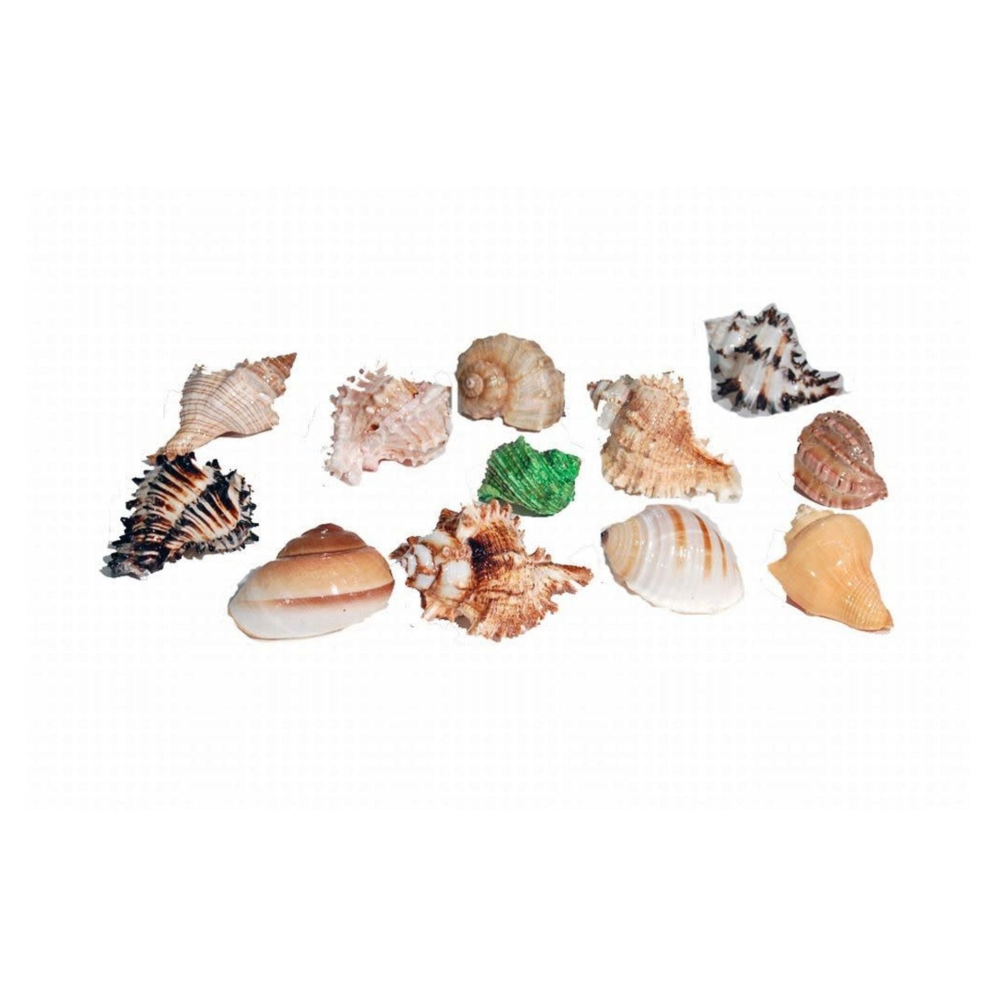 Florida Marine Research Natural Shell Terrarium Ornament Multi-Color 12ea/LG