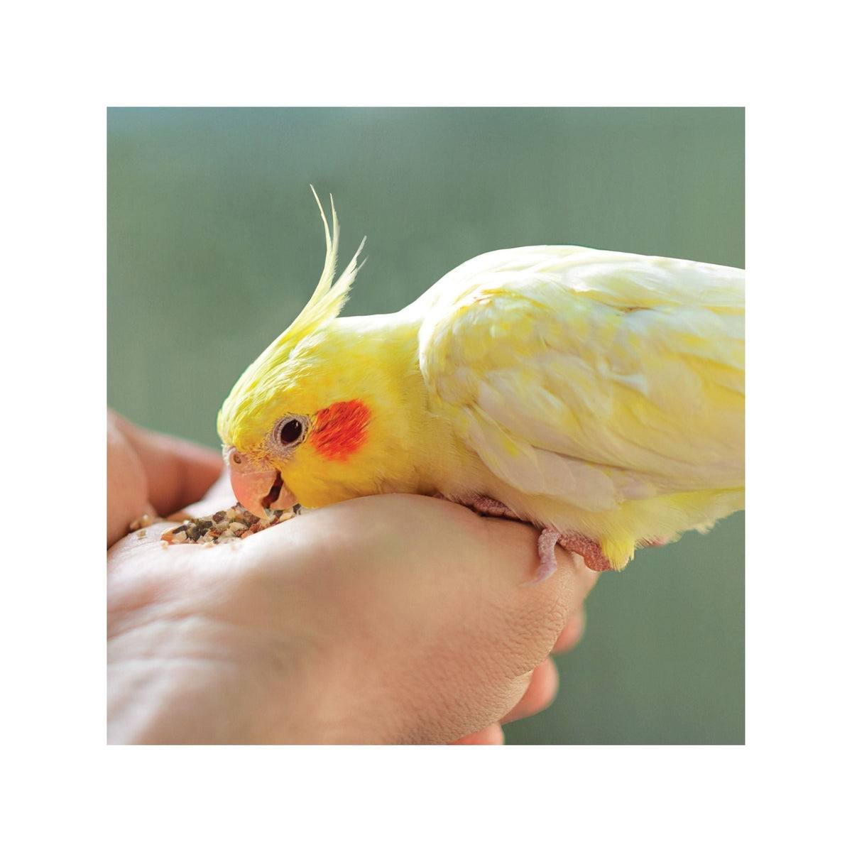 Kaytee Food From the Wild Natural Snack Small Pet Bird 1ea/3oz.