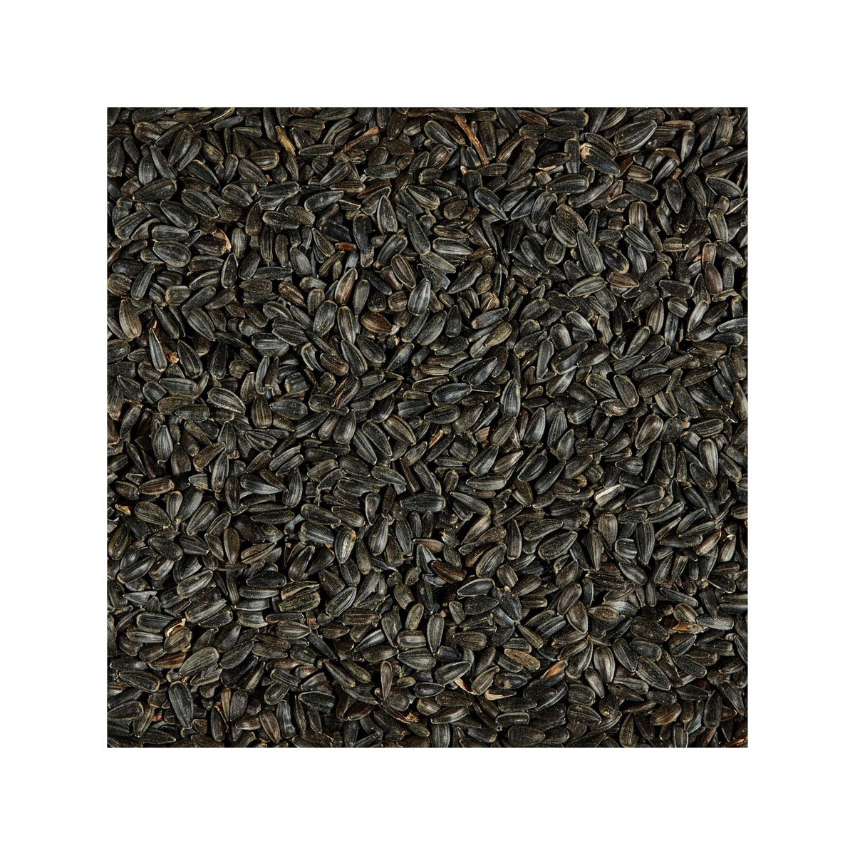 Kaytee Black Oil Sunflower Food 1ea/20 lb