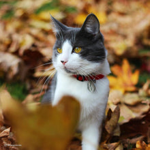 Earth Soy Adjustable Breakaway Cat Collar Cranberry 3/8X8-12In