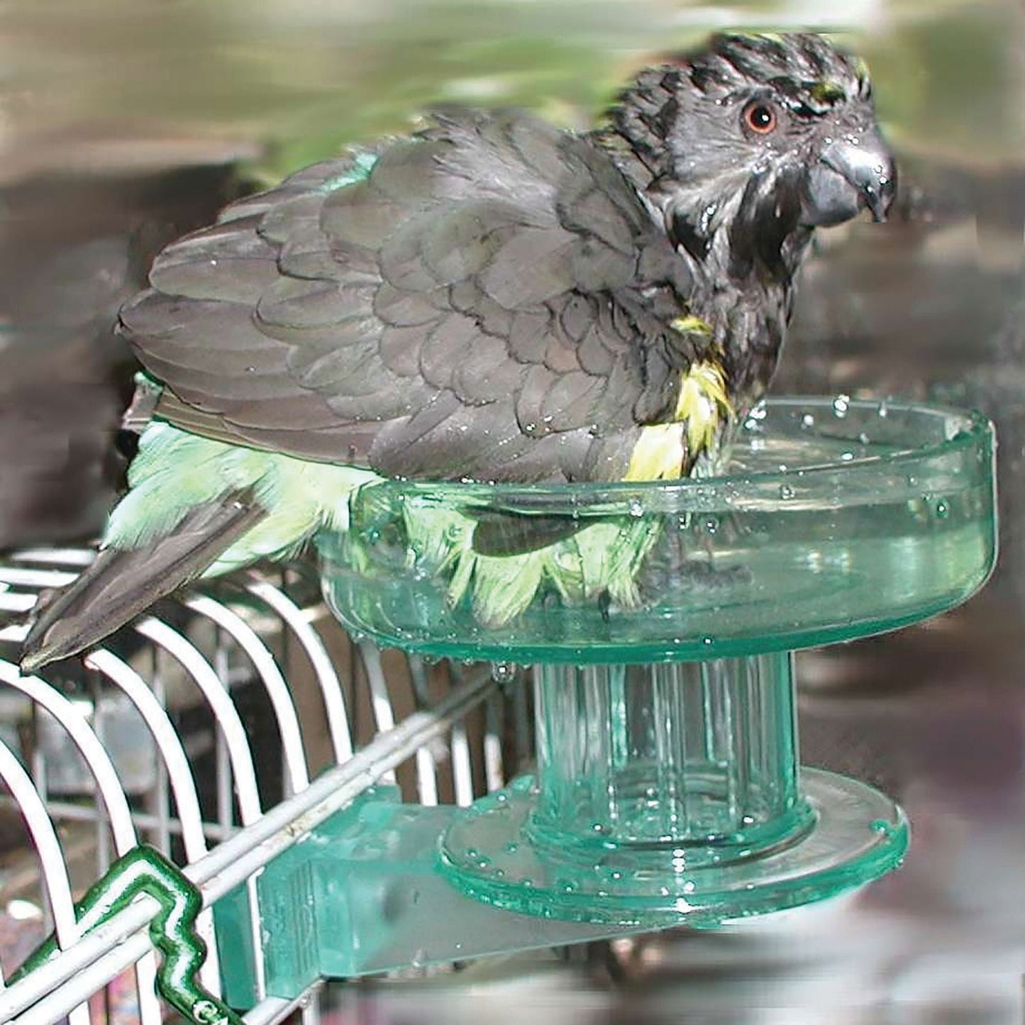 Lixit Quick Lock Bird Bath Green 1ea/One Size