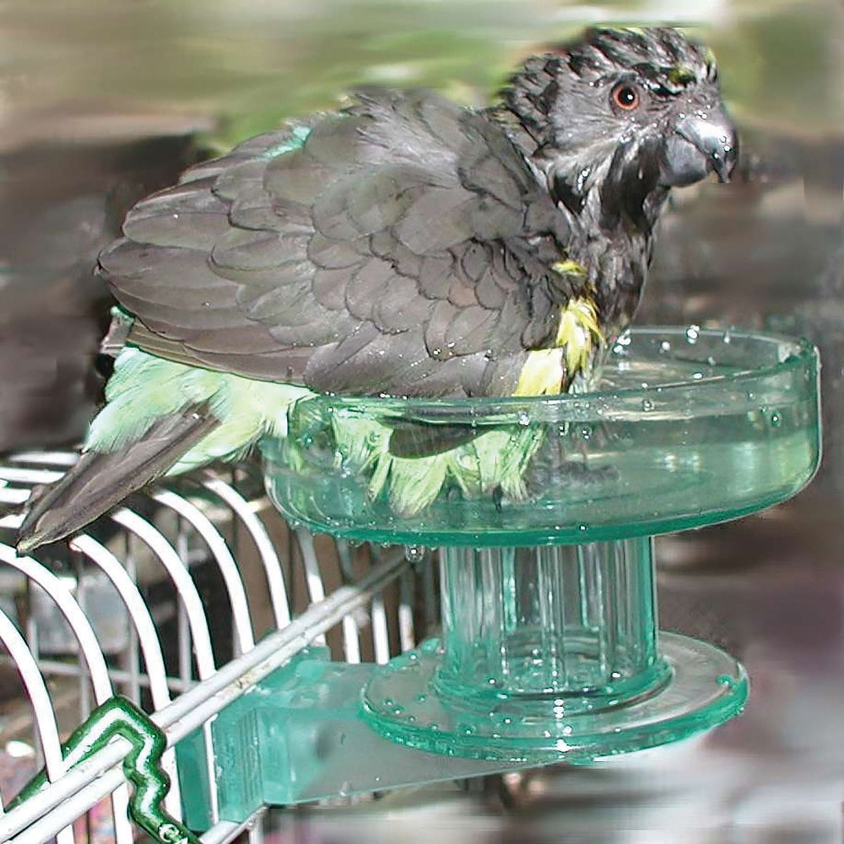 Lixit Quick Lock Bird Bath Green 1ea/One Size