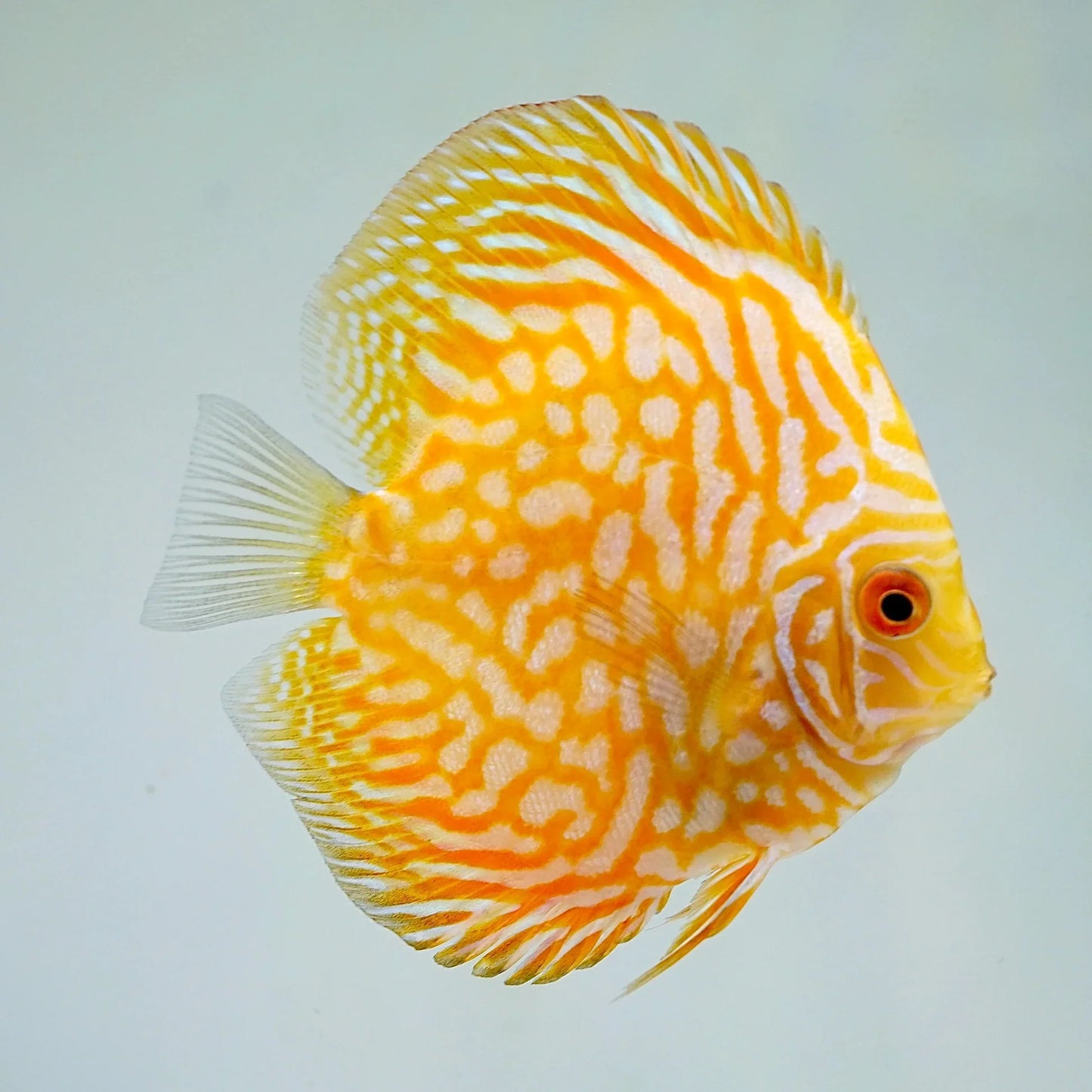 Yellow Pigeon Blood Discus 4"+