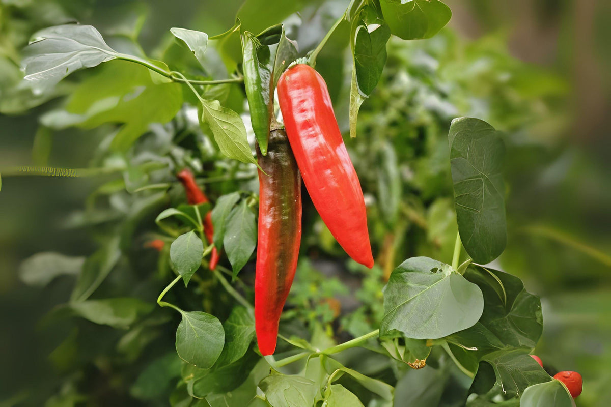 Barker Hot Pepper Seeds | Heirloom Capsicum annuum | Medium to Large Red Chili for Salsas, Sauces & Drying