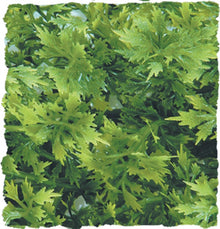 Zoo Med Natural Bush Plants Australian Maple Small