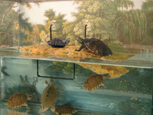 Zoo Med Turtle Dock 15gal and up size Medium
