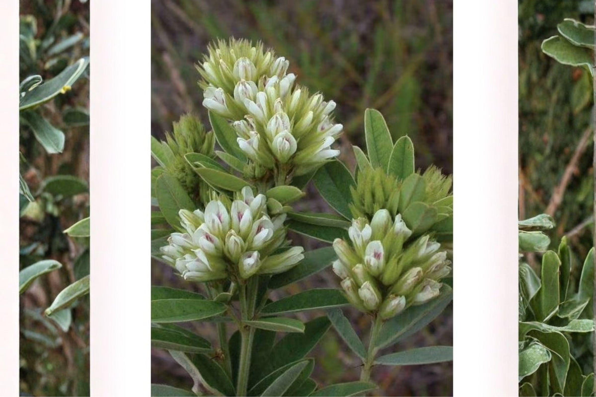 Roundhead Bush Clover Seeds – Lespedeza capitata Native Legume for Pollinator Gardens, Prairie Wildflower, Perennial Plant
