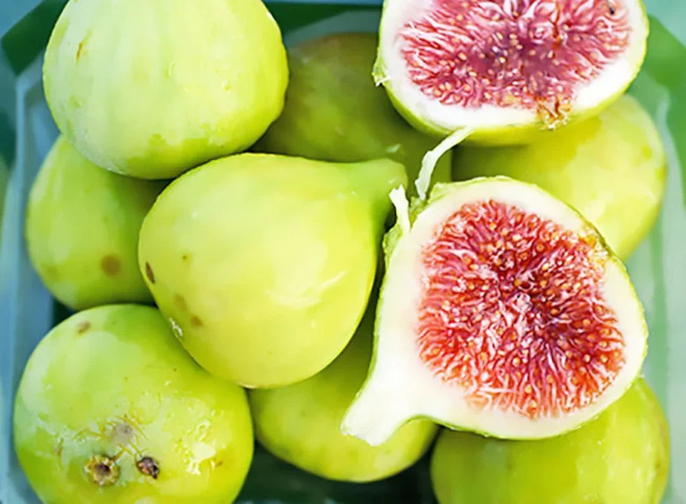 Strawberry Verte Fig Cutting 6-8 Inch Unrooted Ficus carica for Propagation Grafting Green Variety