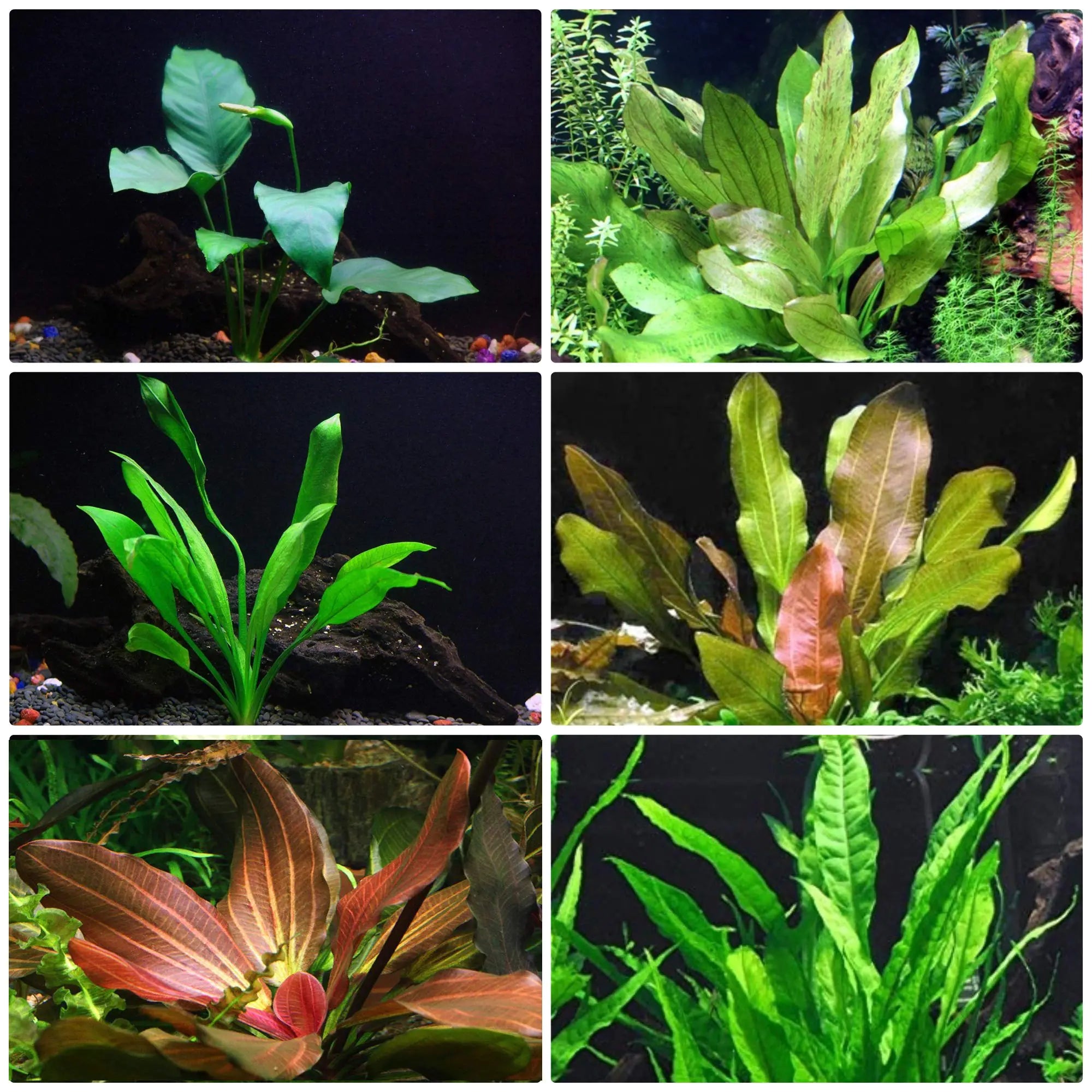 Rooted Live Aquarium Plant Bundle 6 Easy Species Snail Free Guaranteed