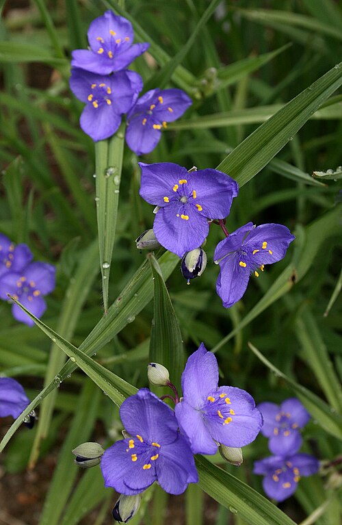 Tradescantia occidentalis Seeds – Prairie Spiderwort, Native Perennial Wildflower, Blue Purple Flowers, Pollinator Attractant, 100 Seeds