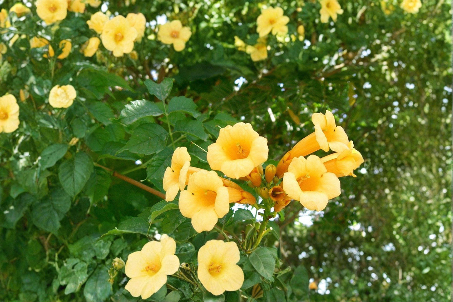 Yellow Trumpet Vine Seeds, Campsis radicans Flava, Climbing Flower, Hummingbird Attractant, Summer Bloom, Perennial Vine