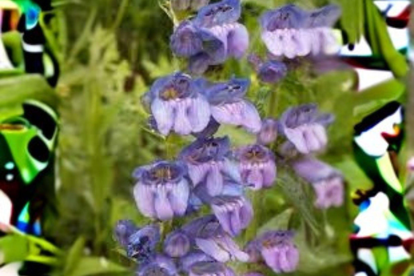 Penstemon wilcoxii Seeds 100mg | Wilcox’s Beardtongue Native Wildflower for Pollinator Gardens