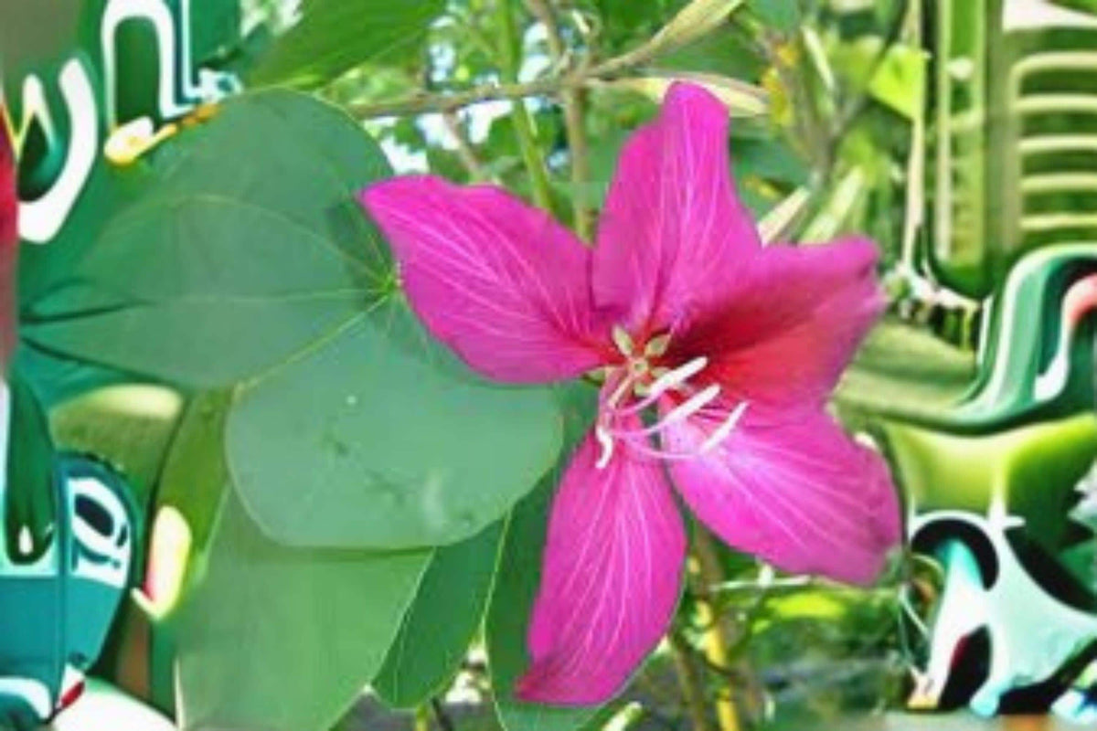 10 Seeds Bauhinia purpurea | Purple Orchid Tree Tropical Flowering Tree | Exotic Ornamental Garden Plant