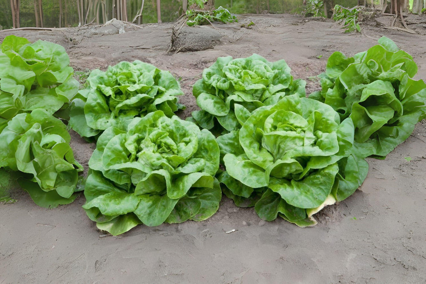 700 Seeds Buttercrunch Butterhead Lettuce - Heirloom, Crisp, Green, Lactuca sativa, Salad, Wraps, Garden, Seeds