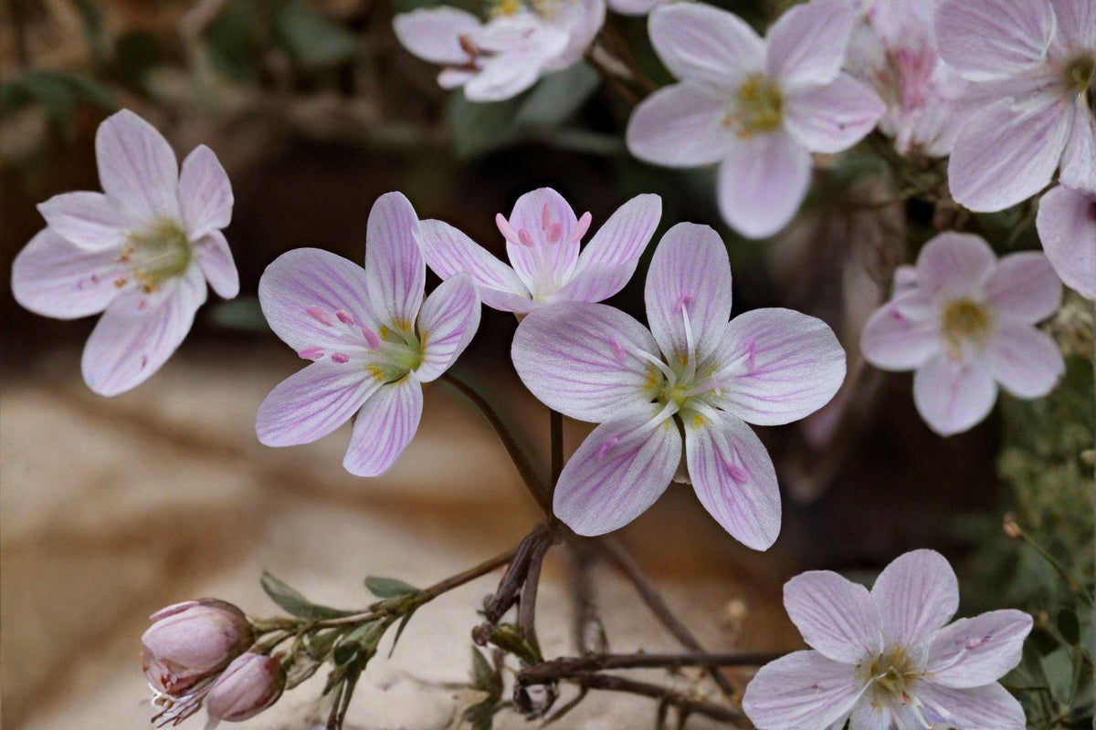 Spring Beauty Seeds, Native Claytonia virginica Wildflower, Early Blooming Perennial for Shade Gardens, 10 Pack