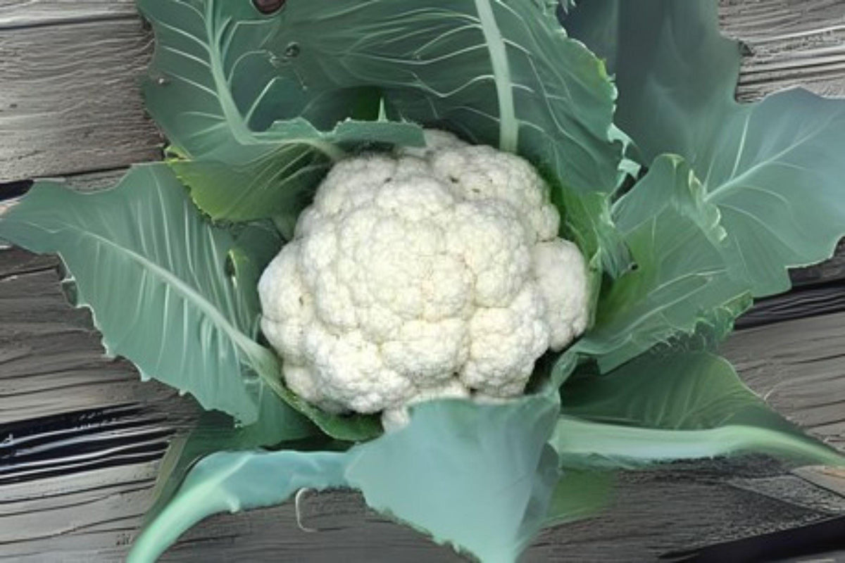 Cauliflower Seeds | Snowball Y Improved Heirloom Variety | Brassica oleracea var. botrytis | 100 Seeds