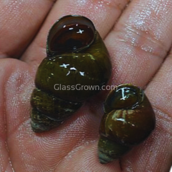 Japanese Trapdoor Snails