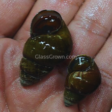 Japanese Trapdoor Snails