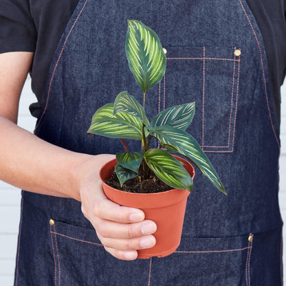 Calathea 'Beauty Star' - 6" Pot - NURSERY POT ONLY