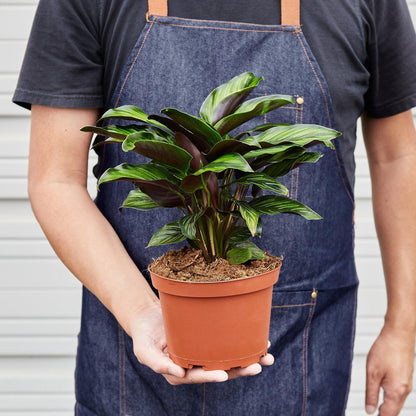 Calathea 'Beauty Star' - 6" Pot - NURSERY POT ONLY