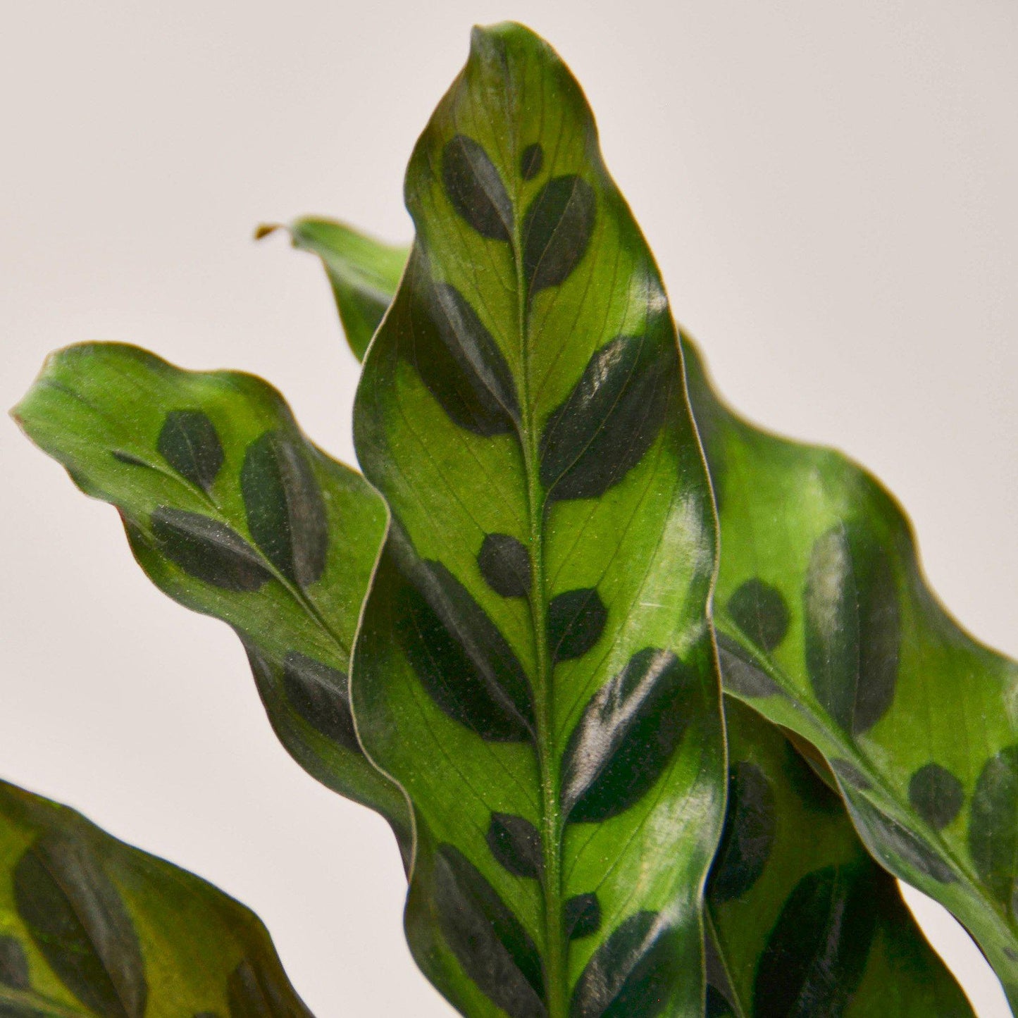 Calathea Rattlesnake – Wild-Patterned Prayer Plant