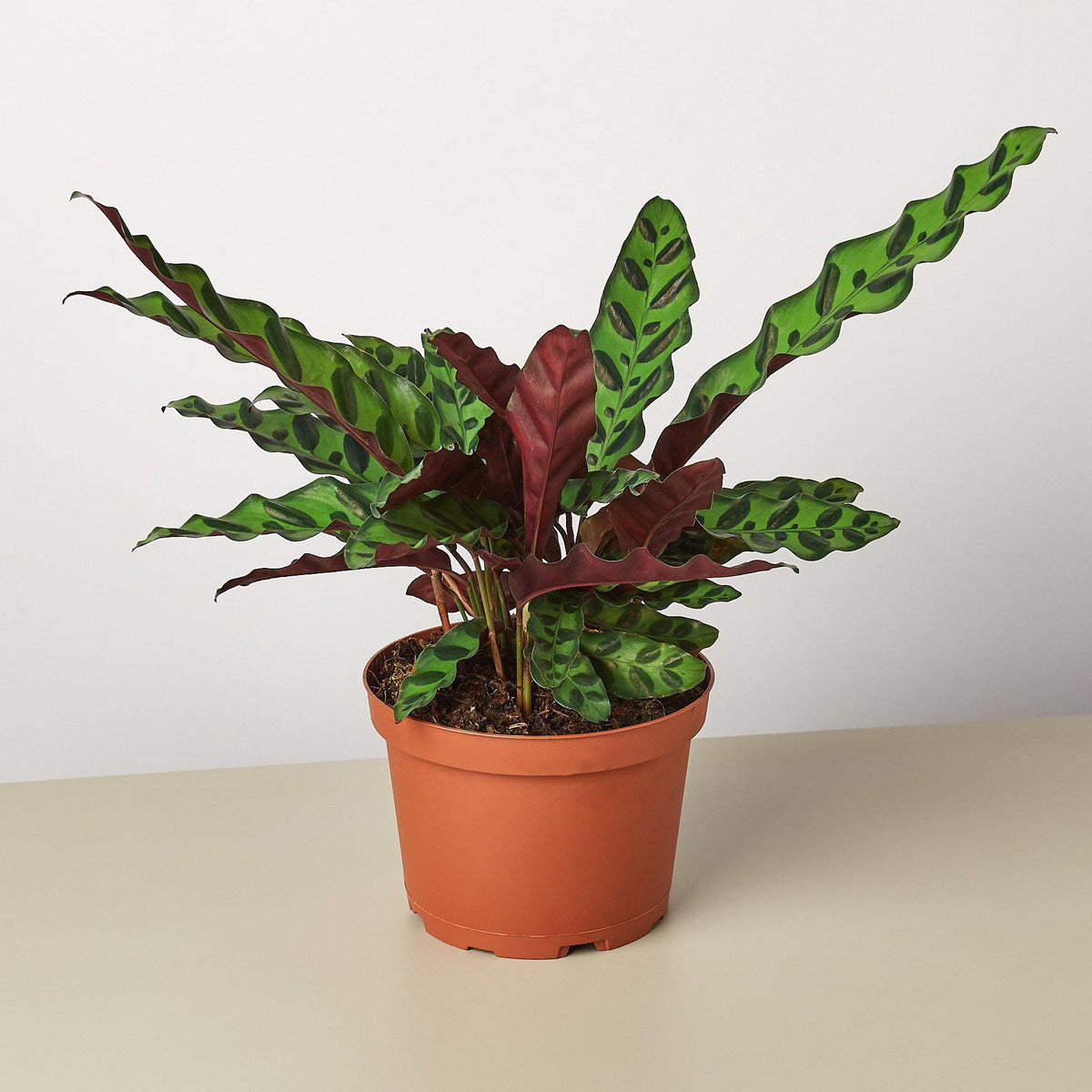 Calathea Rattlesnake – Wild-Patterned Prayer Plant