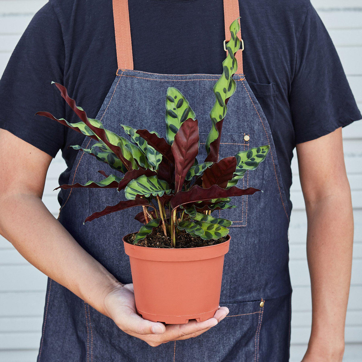 Calathea Rattlesnake – Wild-Patterned Prayer Plant