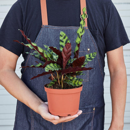 Calathea Rattlesnake – Wild-Patterned Prayer Plant